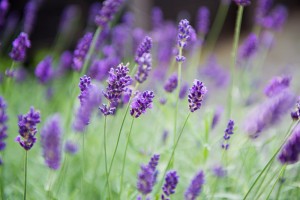 Lavendel achtertuin veenendaal